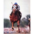 DVD - SECRETARIAT's Story PLUS 20 Entire RACES....