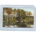 Rhode Island Lincoln Beechnut Trees On Banks Of...