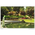 JAPANESE AZALEAS IN THE CASCADE ROCKERY, HEVER ...
