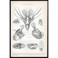 ARGONAUT 1883 Sailing Cuttle Fish Pelagic Octop...