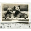 1939 Senior Service Dogs No. 36 Skye Terriers