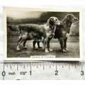 1939 Senior Service Dogs No. 38 Golden retrievers