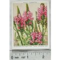 1939 Wills Garden Flowers New Varieties 2nd No....