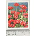 1939 Wills Garden Flowers New Varieties 2nd No....