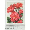 1939 Wills Garden Flowers New Varieties 2nd No....