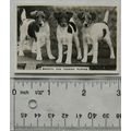 1939 Senior Service Dogs No. 37 Smooth Fox Terr...