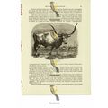 Hungarian Bull, Book Illustration (Print), 1884