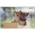 Puppies In Box Japan NTT Phone Card