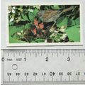 1990 Grandee Britain's Wayside Wildlife No. 8 H...