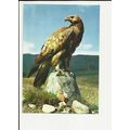 GOLDEN EAGLE Postcard by J.Arthur Dixon (3453)
