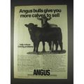 1982 American Angus Association Ad - More Calves