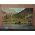 A BULL MOOSE, B.C. CANADA unused vintage postca...