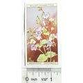 1923 Wills, Wild Flowers No. 37 Germander Speed...