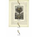 Attalea Palm Tree On The Madeira, Bolivia/Brazi...