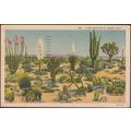 A Few Varieties of Desert Cacti, 1939 - Western...