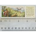 1935 Typhoo Swiss Family Robinson No. 6 The Fla...