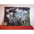 EDELWEISS flowers Swiss unused postcard =