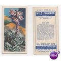 Vintage 1959 Brooke Bond Tea card WILD FLOWERS ...