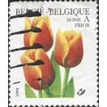 BELGIUM, Tulip Kees Nelis, white 1999, Zone A P...