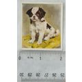 1936 Godfrey Phillips Our Puppies No. 15 The Japanese