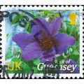 GUERNSEY, FLOWER, Clematis Royal Velvet, violet...