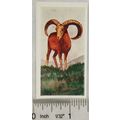 Neilson's Interesting Animals card No. 15 Mount...