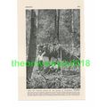 Tangled Jungle, Borneo, Malaysia, Book Illustra...