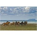 Frimerkjasalan: Pack of Horses in Skagafjordur.