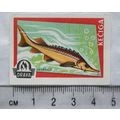vintage Matchbox Label - Drava - Fish - Keciga