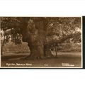 Sneath's Vintage British PC 1934 - Major Oak, S...