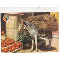 Donkey in Spain Postcard posted 1971 pinhole