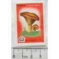 vintage Matchbox Label - 50 Drvaca - Rujnica