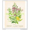 WILLOW HERB, EVENING PRIMROSE ETC FROM ANNUAL F...