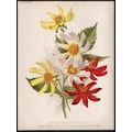 SINGLE CACTUS DAHLIAS 1894 Maud West - Guillaum...