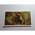 1983 Grandee British Butterflies Card # 23 of 3...