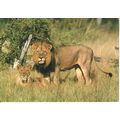 South Africa Postcard 1987 - Lions In Kruger Na...