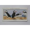 1932 John Player & Sons Wild Birds No. 30 Puffins
