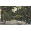 Avenue in Royal Victoria Park, Bath, Somerset, ...