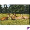GB Postcard - Deer in The New Forest, Hampshire