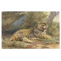 THE JAQUAR cat , INDIA used postcard 1921 postm...
