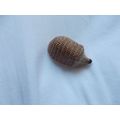 WADE WHIMSIE /HEDGEHOG (19/11) # #