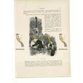 Ruffed Lemur, Animal Book Illustration (Print) ...