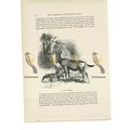 Cape Hartebeests, Animal Book Illustration (Pri...