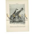 Giraffes, Animal Book Illustration (Print) , c1916