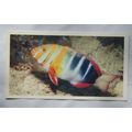 1988 Players Doncella The Living Ocean No. 22 H...
