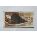 1928 Players Products of the World No. 45 tea 3...