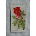 1926 Wills Roses No. 26 Lady Inchiquin