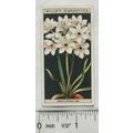 1925 Wills Flower Culture in Pots No. 38 Ornith...