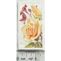 1926 Wills Roses No. 25 Lady Hillingdon