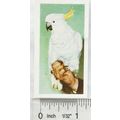 1960 Horniman's Tea card Pets No. 30 Sulphur-cr...